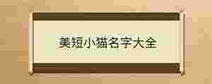 美短小貓名字大全